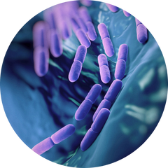 Probiótico Lactobacillus Acidophilus